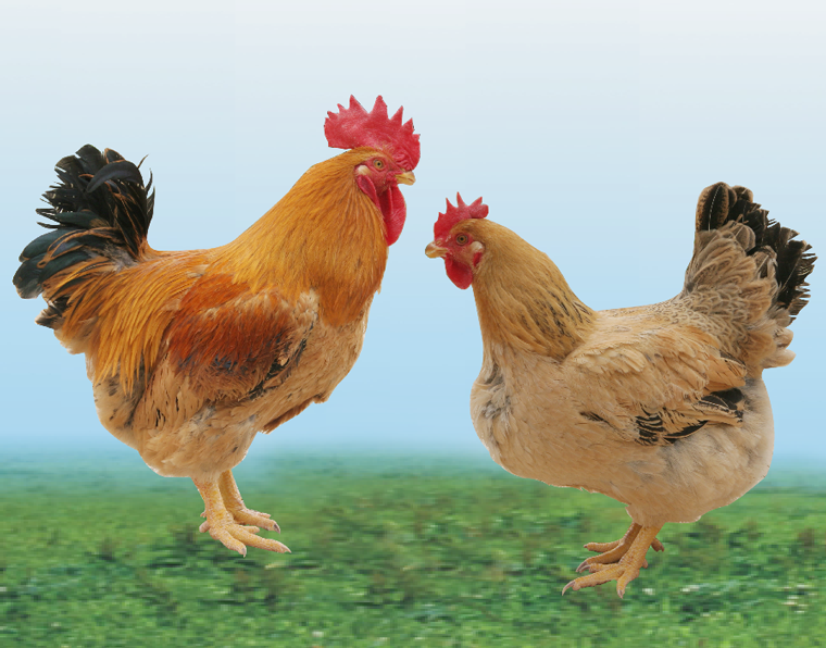 百乐博(中国)官方网站